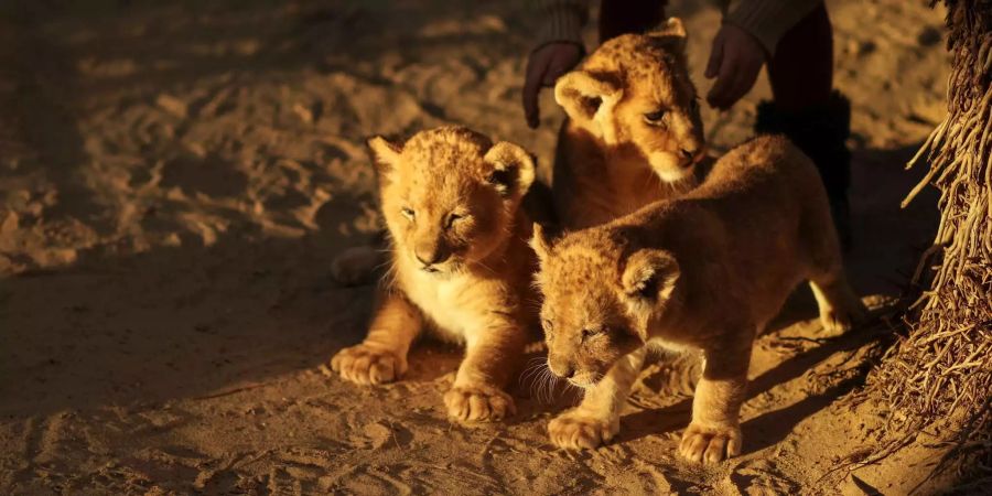 Diese drei Löwenbabies müssen im Privatzoo in Chan Junis (Gazastreifen) verkauft werden.