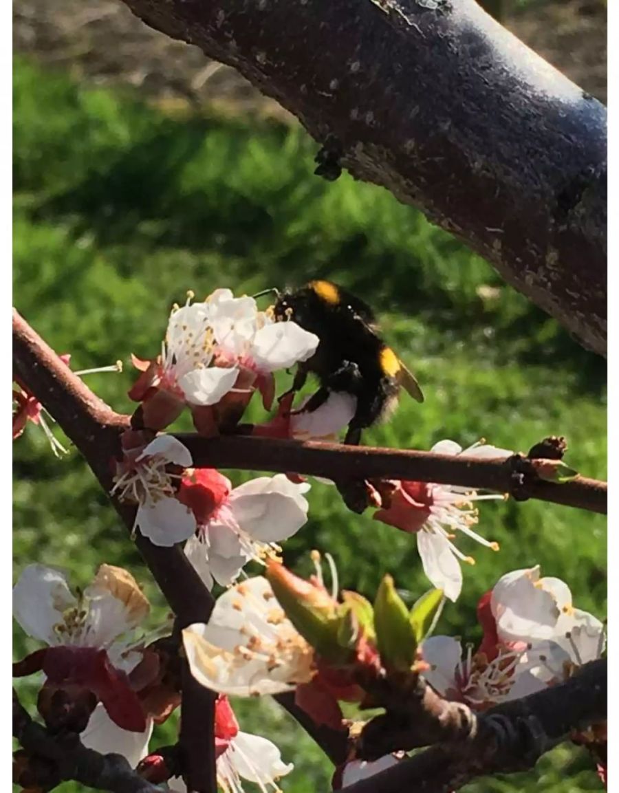 Blütezeit im Thurgau