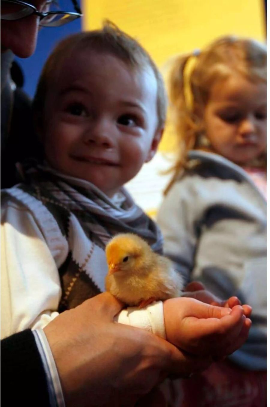 Die Osterküken waren für viele Kinder das Highlight im Naturmuseum.