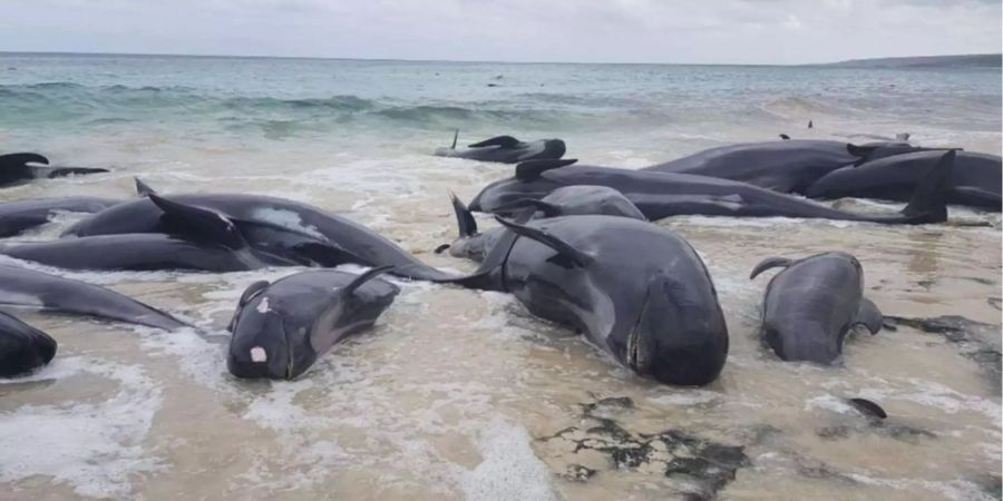 Über Hunderte Meter hinweg schwammen Wale, die meisten davon sogenannte Kurzflossen-Grindwale, im seichten Wasser oder lagen am Strand.