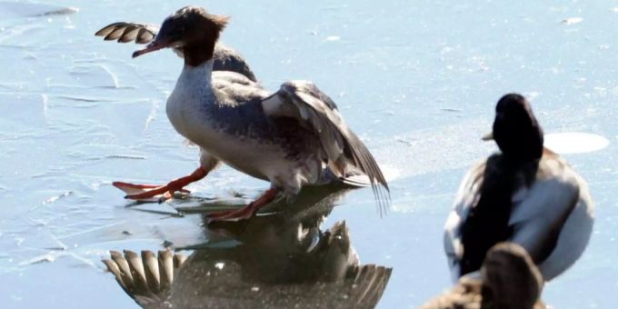 Gefrorene Seen - So souverän landen Enten auf Eis
