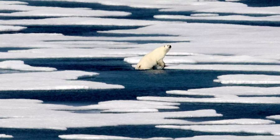 eisbär