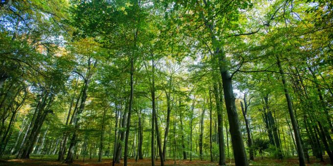 Das Weltwirtschaftsforum will 1000 Millionen Bäume pflanzen. weltwirtschaftswforum