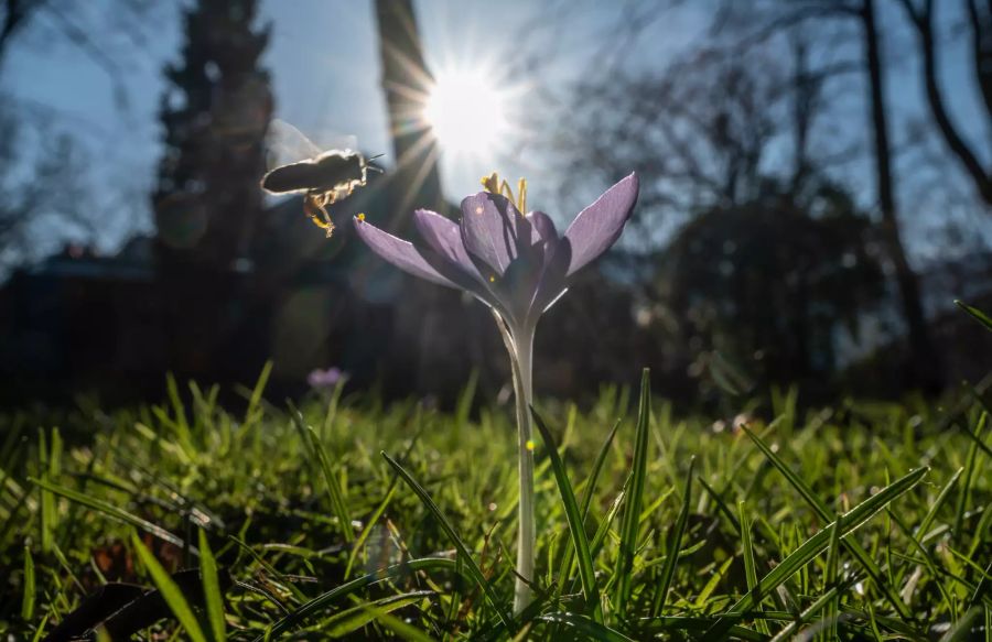 Frühling in Freiburg