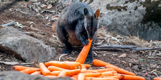 Wegen dem Buschfeuer - Tiere in Australien teilen sich ihre Höhlen