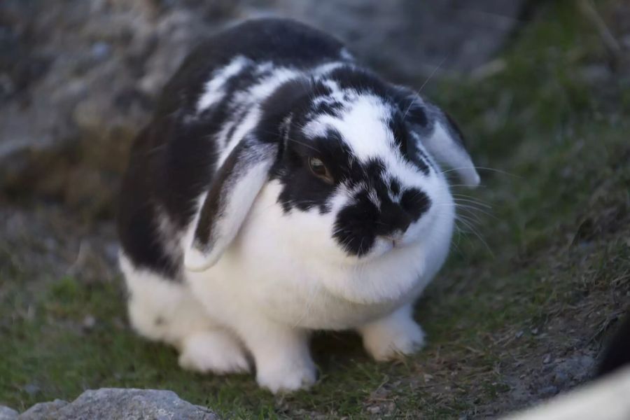kaninchen