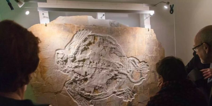 Bei wissenschaftlichen Grabungen in Wattendorf entdeckten Forscher 2018 das Fossil einer 1,40 Meter grossen Schildkröte aus der Jura-Zeit. Es ist nun im Naturkundemuseum in Bamberg ausgestellt. Foto: Nicolas Armer/dpa