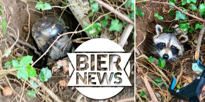 Waschbär mit einem Glas auf dem Kopf wurde von Tierschützer gerettet. waschbär