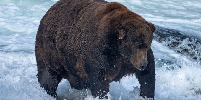 Der massige Braunbär Nummer 747 mit dem Spitznamen «Jumbo Jet» im Katmai-Nationalpark in Alaska. Der massige Braunbär Nummer 747 mit dem Spitznamen «Jumbo Jet» im Katmai-Nationalpark in Alaska.