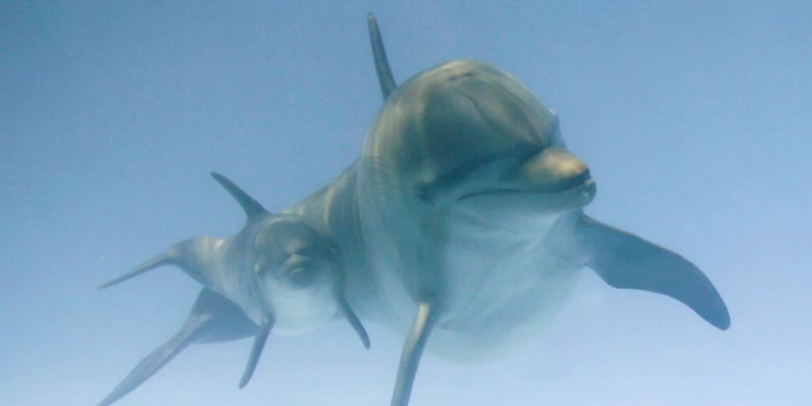 Delfin