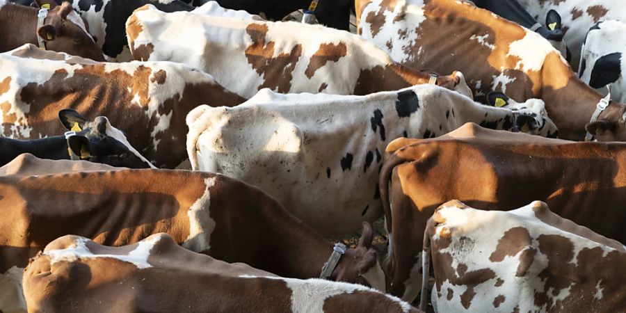 In wenigen Wochen wurden deutlich mehr Kühe geschlachtet als im Vorjahr.