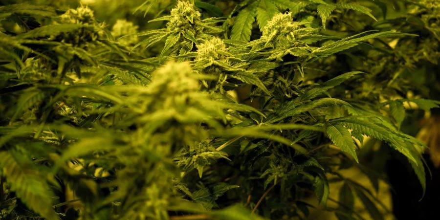 Cannabispflanze