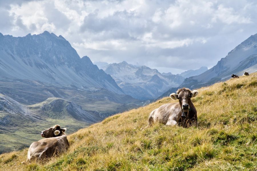 Albulapass, Saumpfad, Alpen, Berge