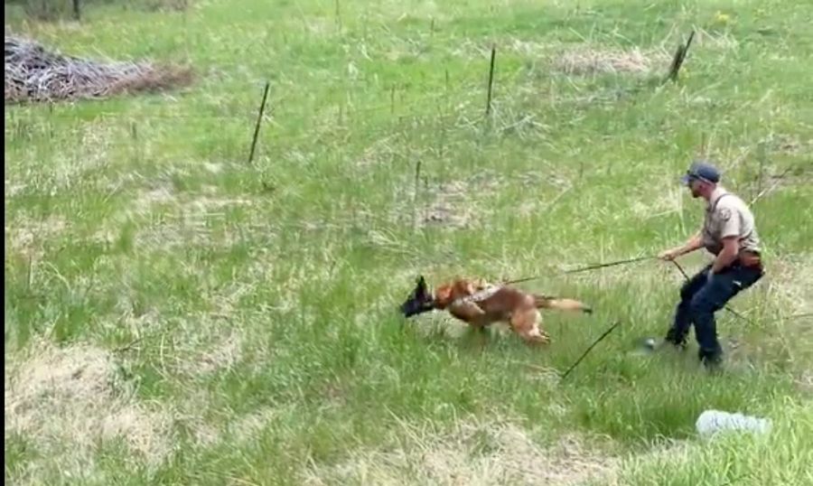 Ein ausgebildeter Hund vertrieb die Bären nach der geglückten Rettungsaktion.