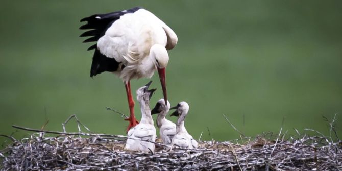 Storch Wetter