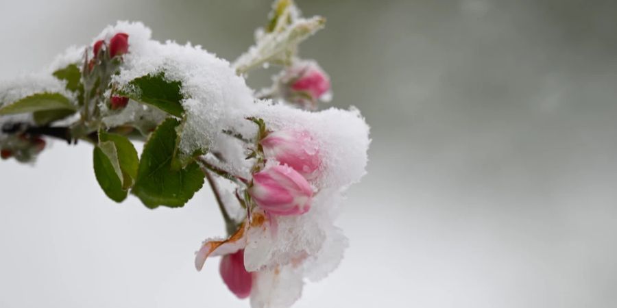 Apfelbaum Frost Schnee