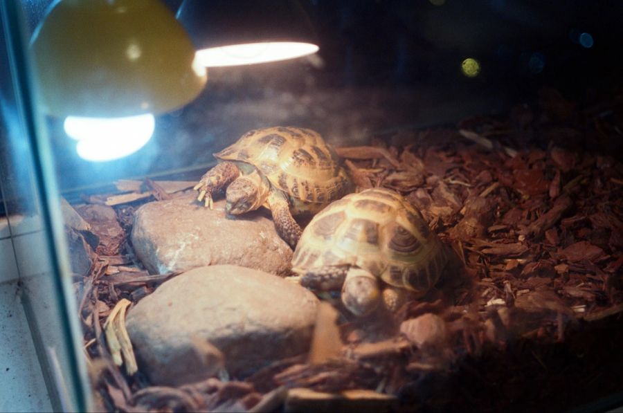 Wegen ungenügender Kapazität hat das Tierheim an der Birs BL ein Schildkröte-Aufnahmestopp verhängt.