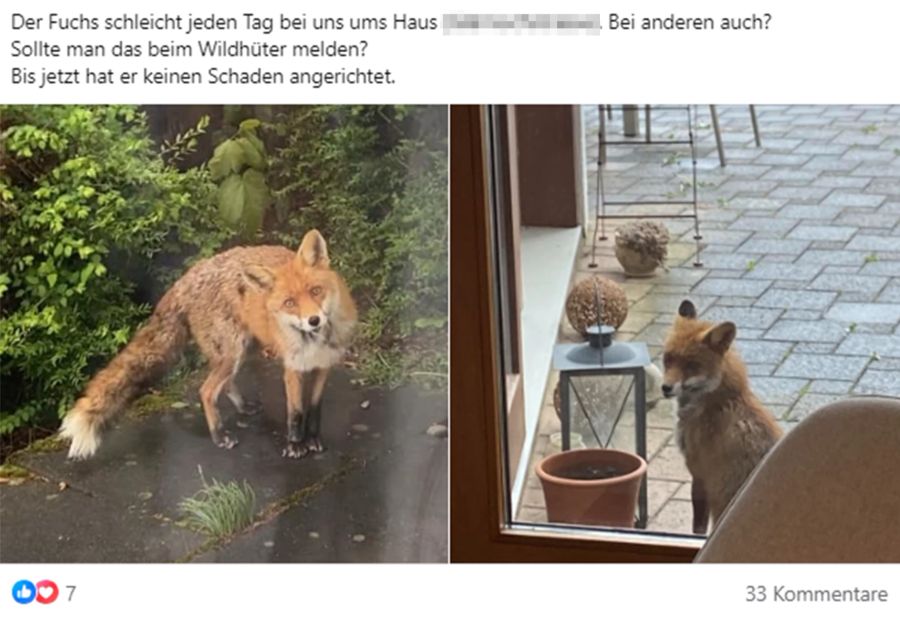 Der Fuchs habe bisher noch keinen Schaden angerichtet, schreibt eine Facebook-Userin.