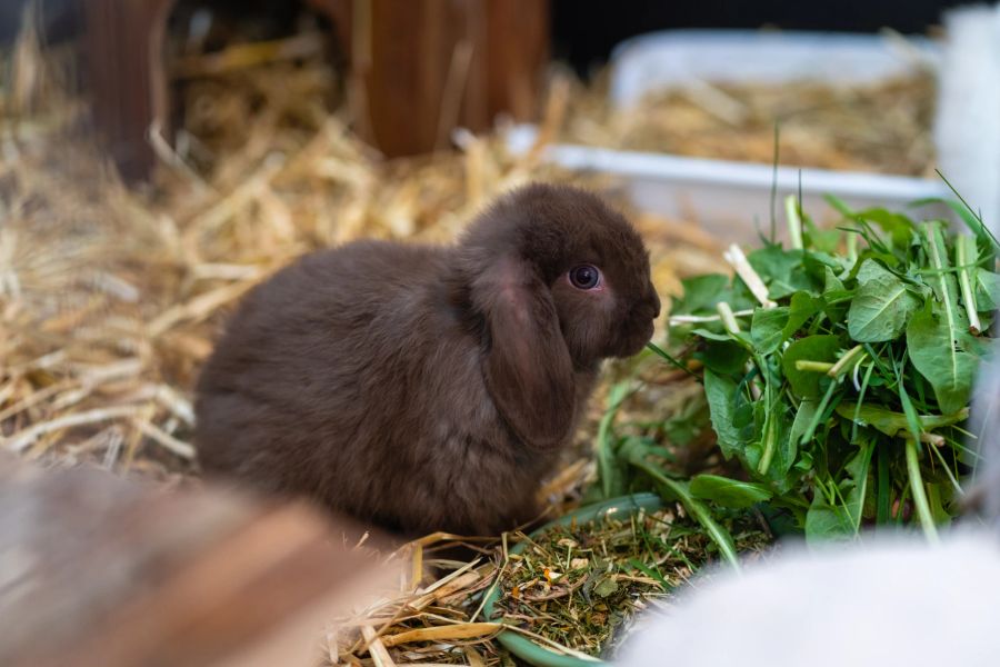 Zwergwidder sind sehr kleine und sehr niedliche Kaninchen.