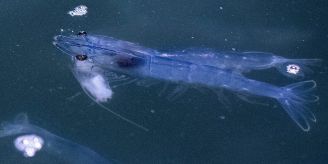 16 Becken - In Rheinfelden bleiben eine Million lebende Shrimps zurück!