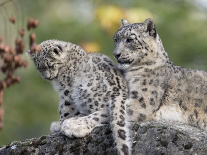 Schneeleopard Viashal gestorben: Der Zoo Basel muss einen weiteren Todesfall innerhalb der Schneeleopardenfamilie verzeichnen. (Archivbild) schneeleopard gestorben