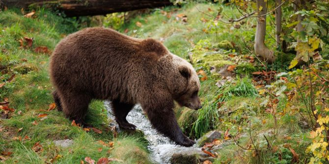 Braunbär