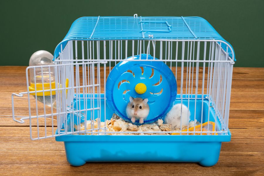 hamster käfig koller krank