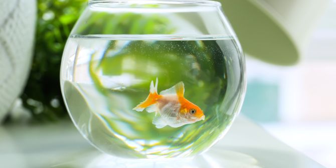 goldfischglas