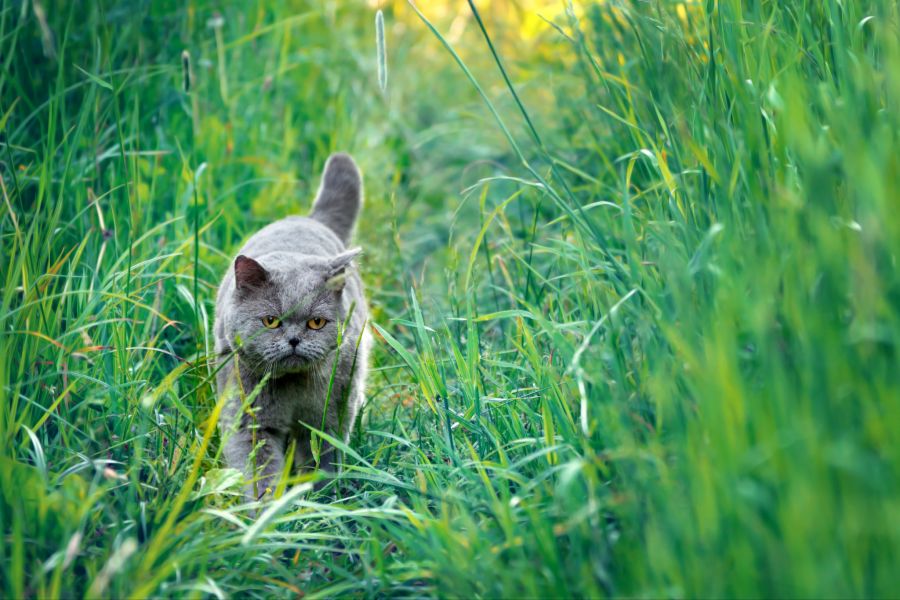 katze bienenstich