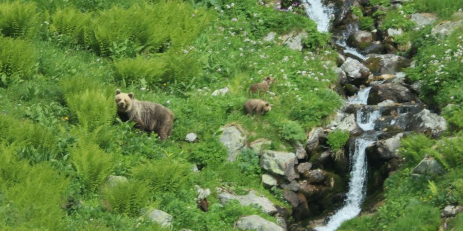 Eine Bärin geht mit ihrem Nachwuchs durch ein Tal in der Westtatra in der Slowakei. (Archivbild)