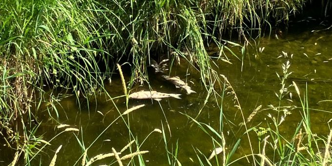 Im Giessen verendeten mehrere Dutzend Fische. Giessen