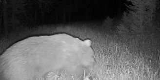 Graubünden - Durchs Albulatal streift wieder ein Bär! Graubünden - Durchs Albulatal streift wieder ein Bär!