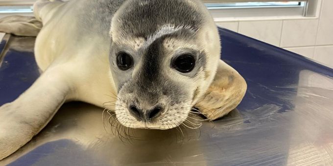 Seehündin Maca wurde auf Norderney gefunden. Seehündin