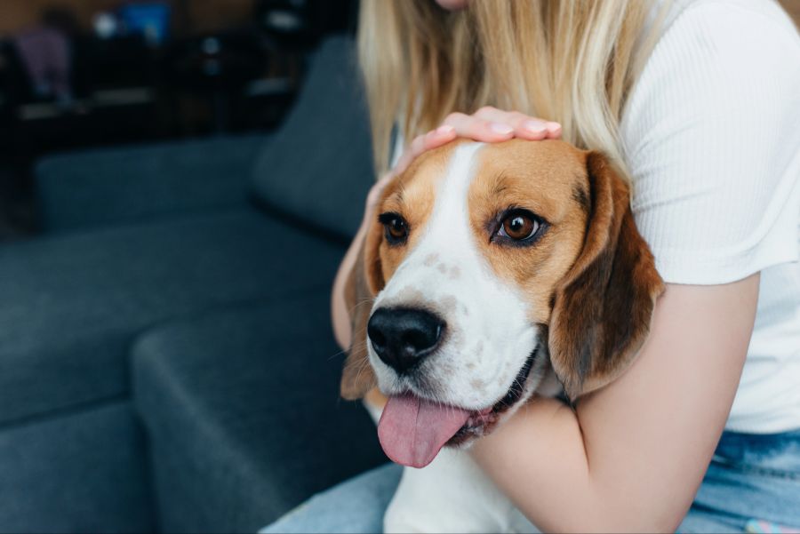 Frau streichelt Kopf ihres Hundes