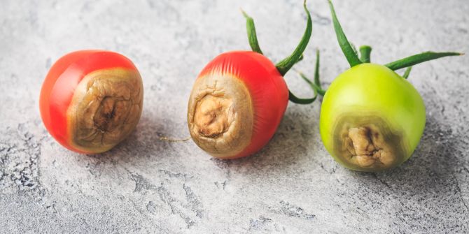 Tomaten mit Blütenendfäule