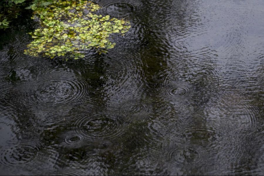 Als das Chlor ihr zu wenig Wirkung zeigte, pumpte sie den Teich ins Abwasser ab. (Symbolbild)