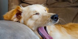 Puuuuh - Hilfe, mein Hund stinkt Puuuuh - Hilfe, mein Hund stinkt