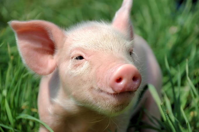Auch Sprüche wie «Du blöde Sau» diskriminieren Tiere, klagt der Tierschutz. Symbolbild Tierschutz