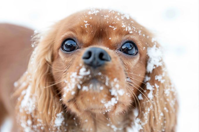 Viele Hunde lieben es, im Schnee zu stöbern und dabei auch ein paar Eiskristalle zu fressen. Hund im Schnee