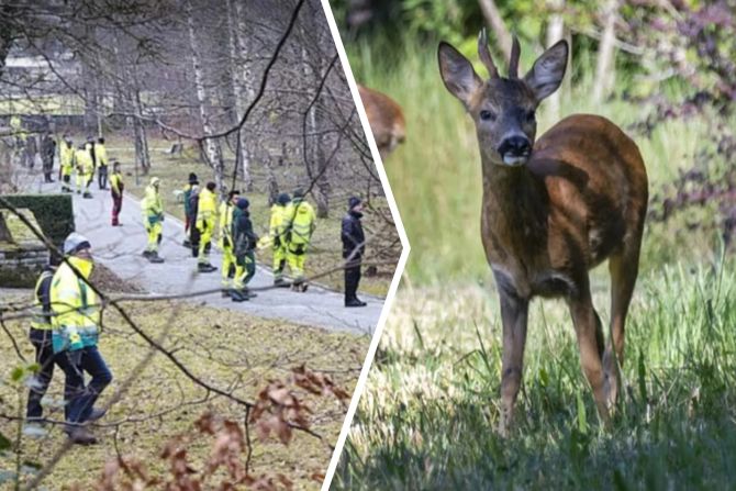 Rehe Friedhof Winterthur Grabschmuck
