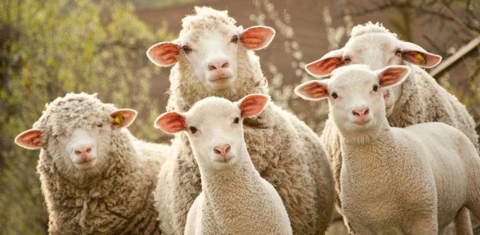 Egal ob Lamm, Schaf, Huhn oder Schwein: Tiere wollen einfach leben. Schafe und Lämmer