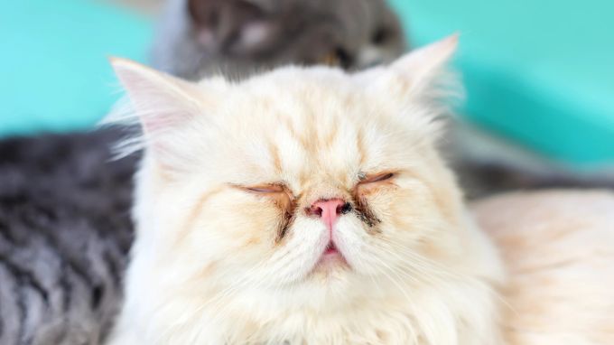 Katzen sogenannter «Qualzuchten haben oft Probleme mit tränenden Augen. Katze tränende Augen Perserkatze