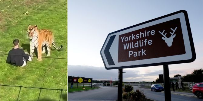 Tiger Yorkshire