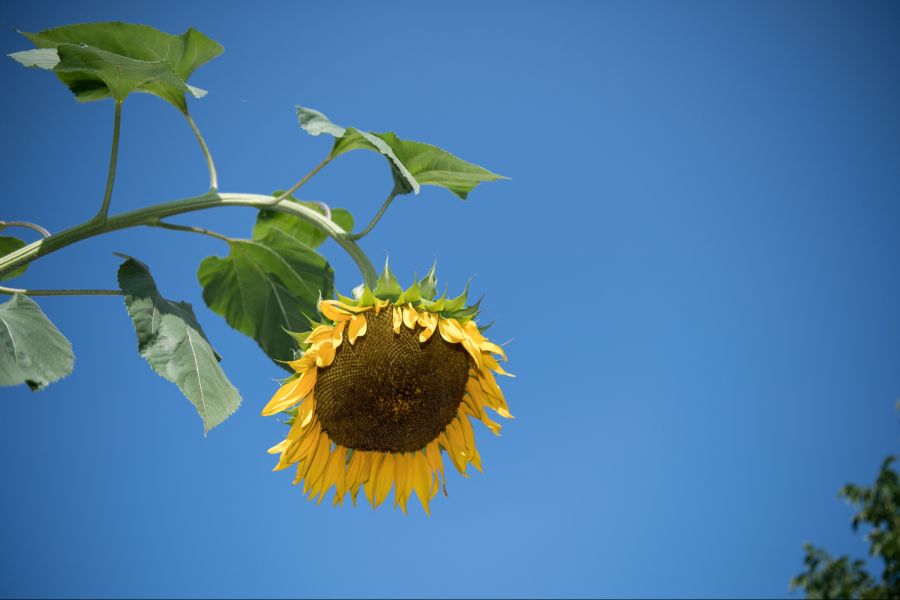 Vielerorts war es dieses Wochenende in der Schweiz sehr warm und die nächsten Tage bleit es so.