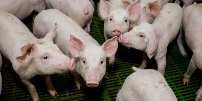 Schweine Stall Krankheit Ferkel