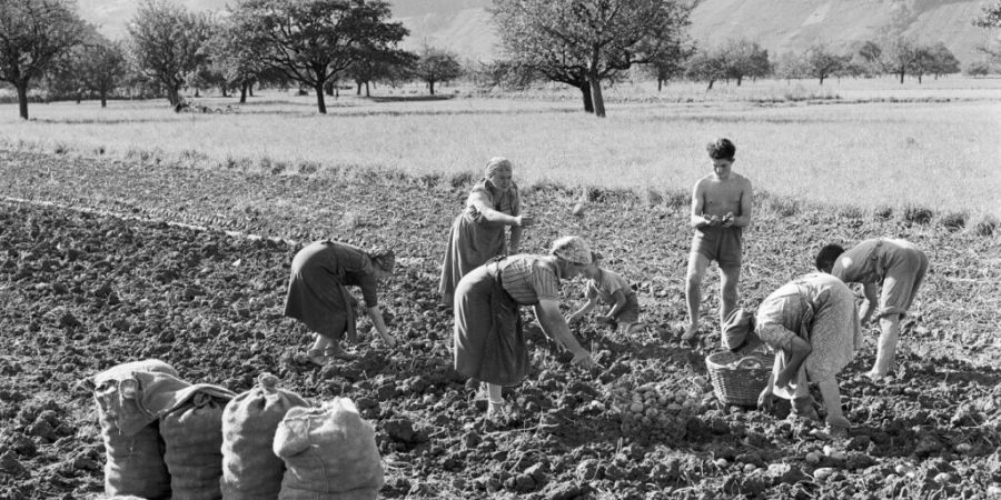 Handarbeit auf dem Feld: Im rheintalischen Hirschelen im Kanton St. Gallen werden Kartoffeln geerntet - wohl um 1950.