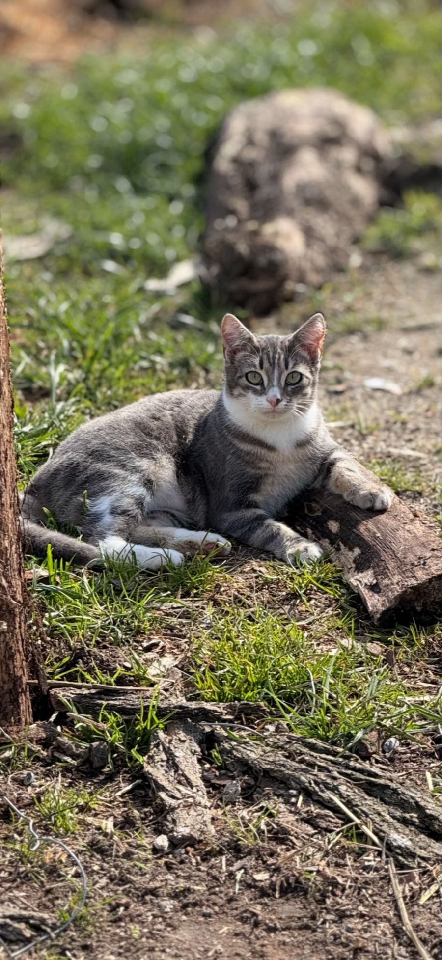 Katze Rutli Eglisau