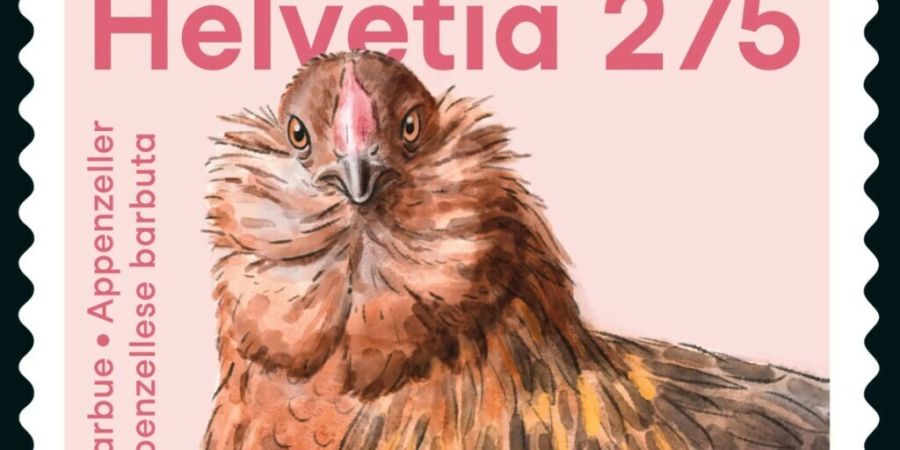 Das Appenzeller Barthuhn ist gut an das Schweizer Klima angepasst, dennoch wurde es mit der Zeit von anderen Hühnerrassen verdrängt. Nun ziert das gefährdete Huhn eine Briefmarke der...