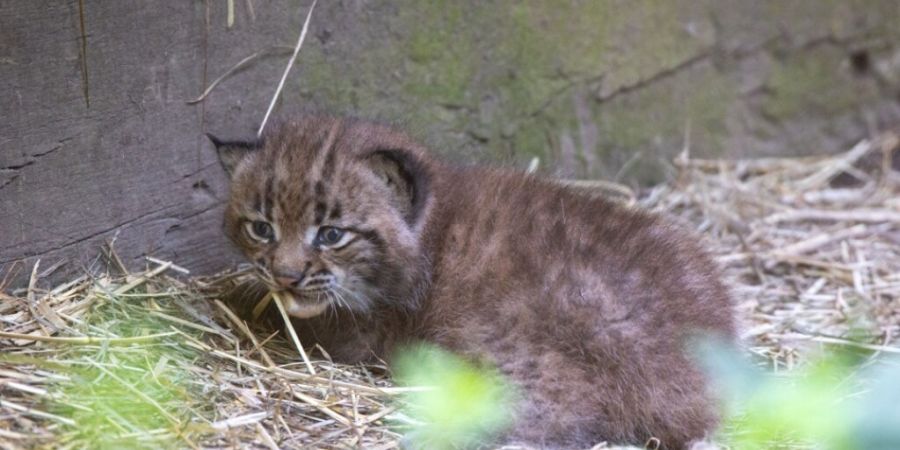 Der junge Luchs blickt noch etwas scheu in die Welt hinaus.