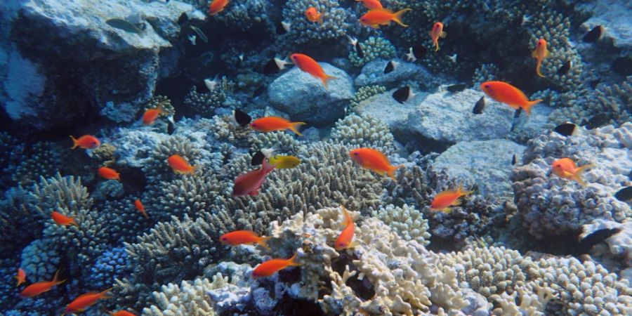 Funktionierende Meeresökosysteme seien zentral für die Speicherung von CO2, schrieb der Bundesrat. (Im Bild: Fische nahe des Yolanda-Riff im Roten Meer, Archiv)